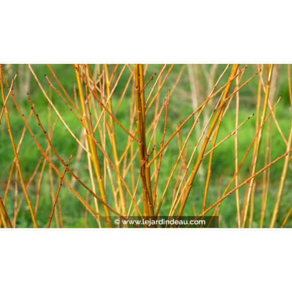 SALIX pentandra