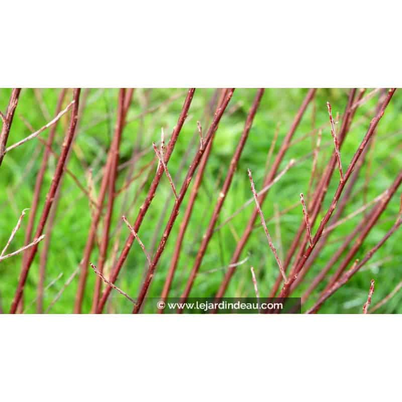 SALIX elaeagnos ssp. angustifolia SALIX elaeagnos ssp. angustifolia