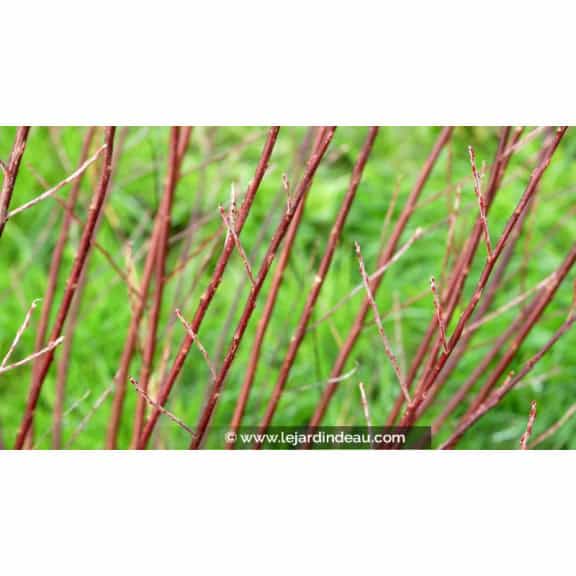 SALIX elaeagnos ssp. angustifolia