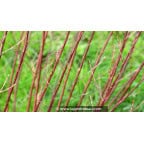 SALIX elaeagnos ssp. angustifolia SALIX elaeagnos ssp. angustifolia
