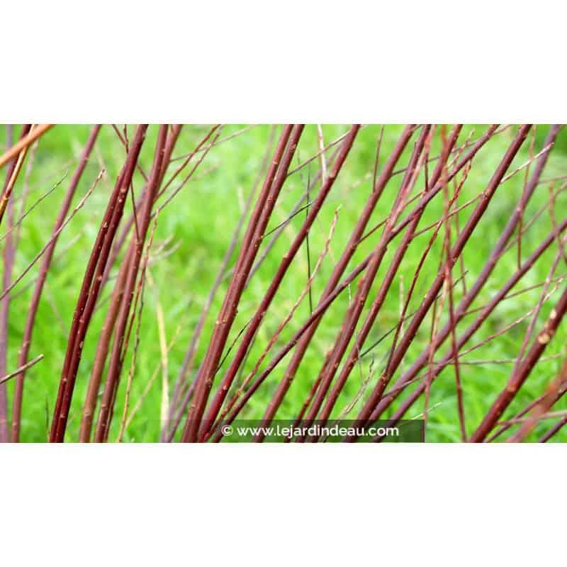SALIX elaeagnos ssp. angustifolia SALIX elaeagnos ssp. angustifolia