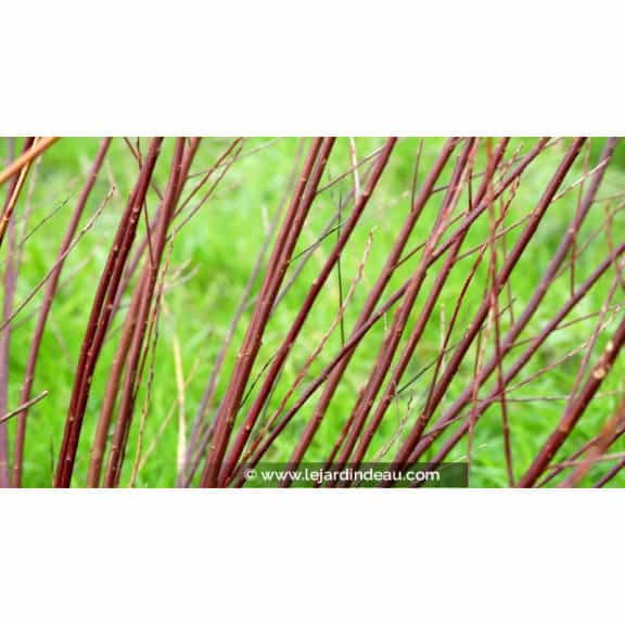 SALIX elaeagnos ssp. angustifolia