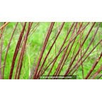 SALIX elaeagnos ssp. angustifolia SALIX elaeagnos ssp. angustifolia