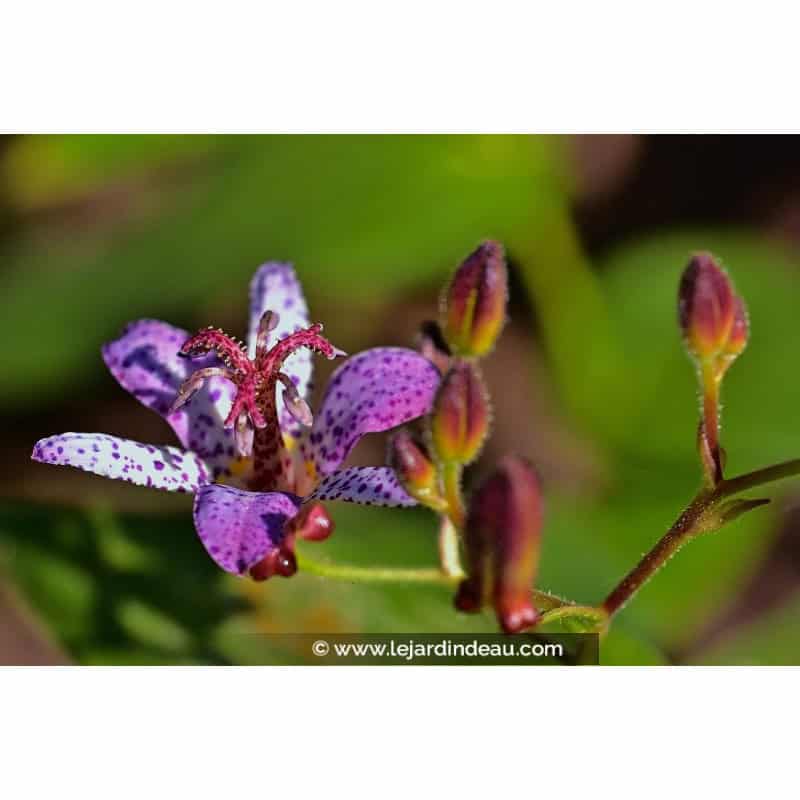 TRICYRTIS hirta TRICYRTIS hirta