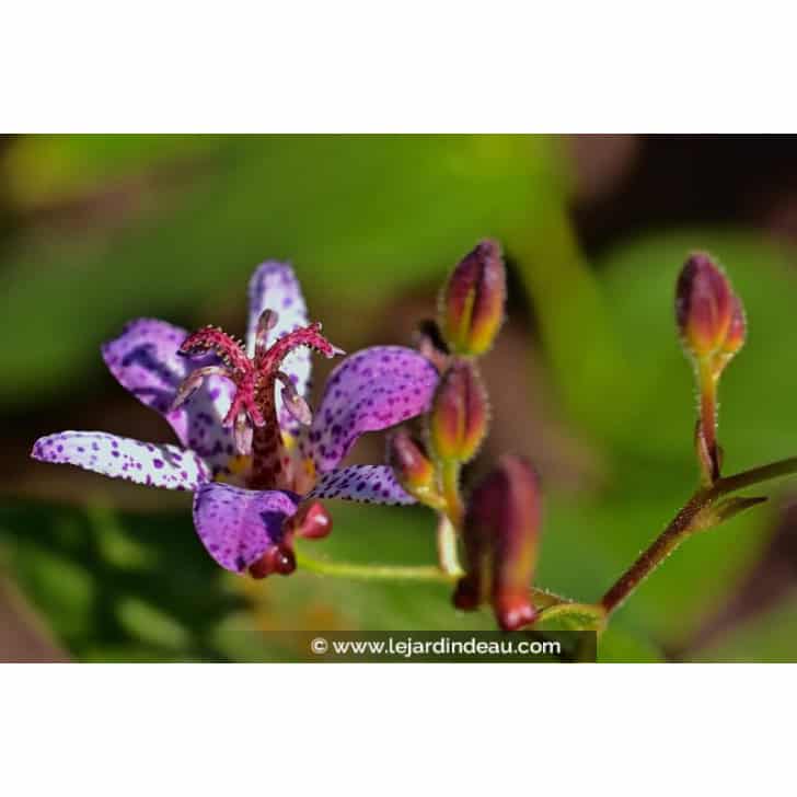 TRICYRTIS hirta
