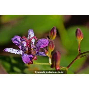 TRICYRTIS hirta - Lys aux crapaud / Lis au crapaud