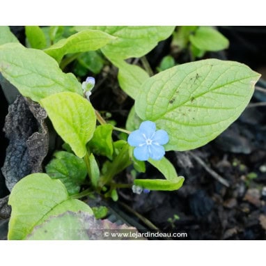 OMPHALODES verna