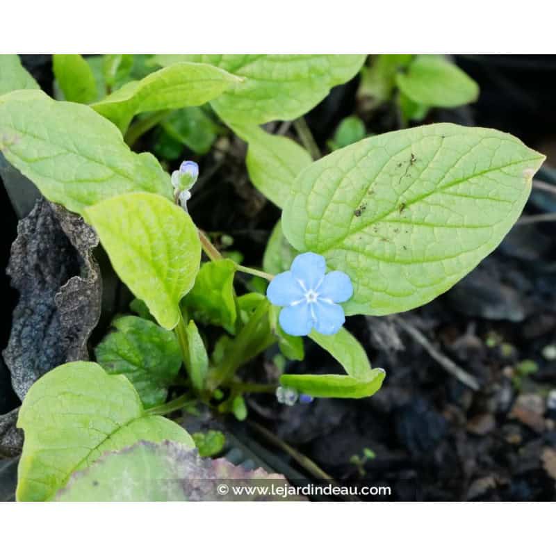 OMPHALODES verna OMPHALODES verna
