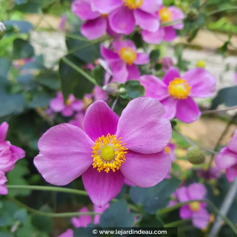ANEMONE hupehensis var. japonica 'Splendens' ANEMONE hupehensis var. japonica 'Splendens'