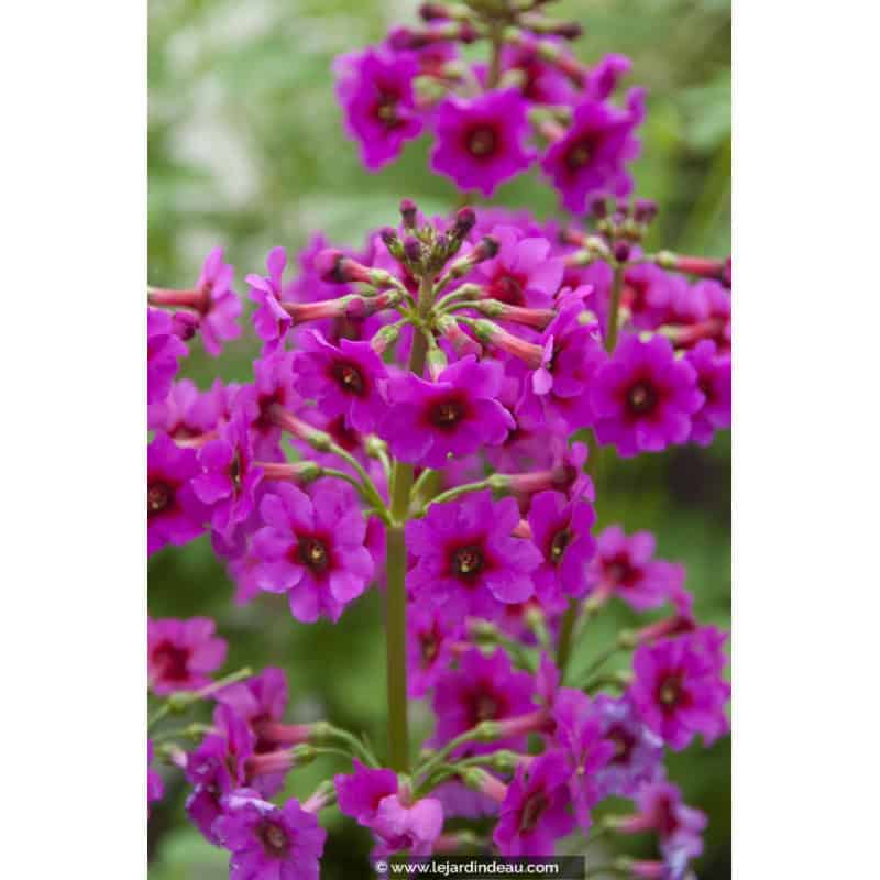 PRIMULA japonica 'Carminea' PRIMULA japonica 'Carminea'
