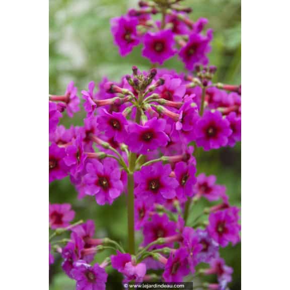 PRIMULA japonica 'Carminea'