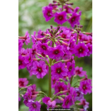 PRIMULA japonica \'Carminea\' - Primev&egrave;re japonaise