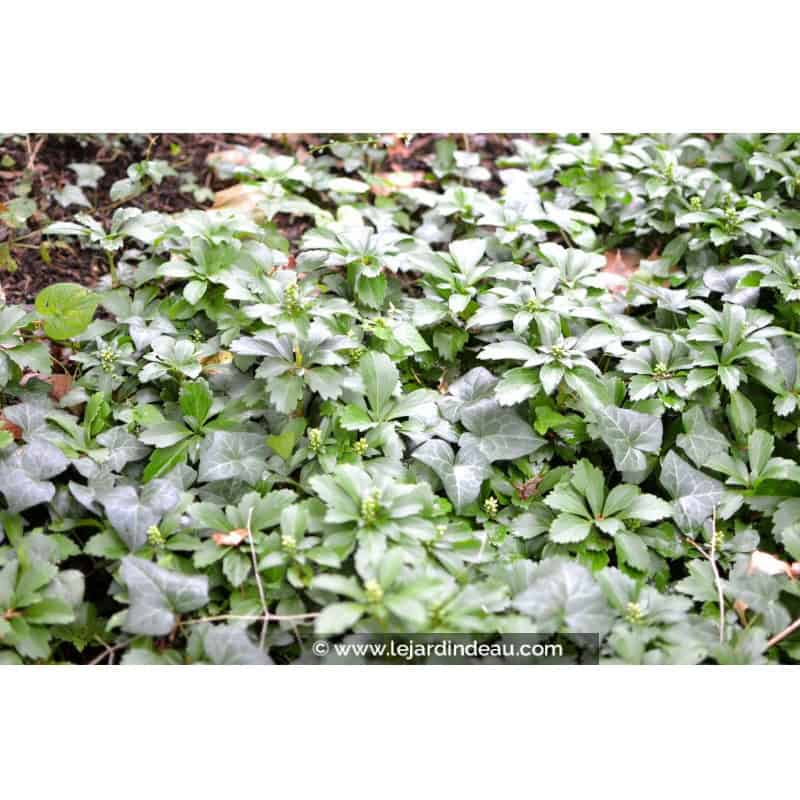 PACHYSANDRA terminalis PACHYSANDRA terminalis
