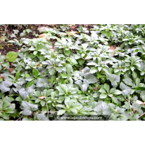 PACHYSANDRA terminalis