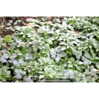 PACHYSANDRA terminalis PACHYSANDRA terminalis