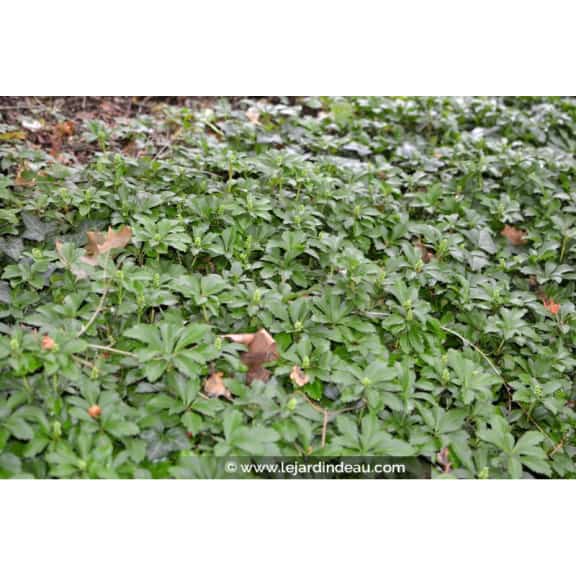 PACHYSANDRA terminalis