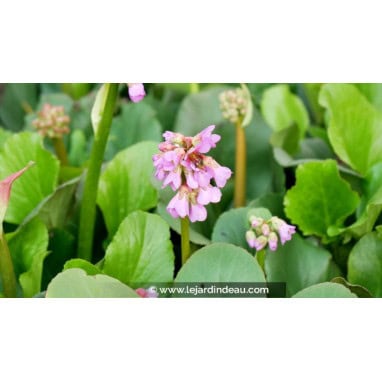 BERGENIA cordifolia - bergenie / plante du savetier