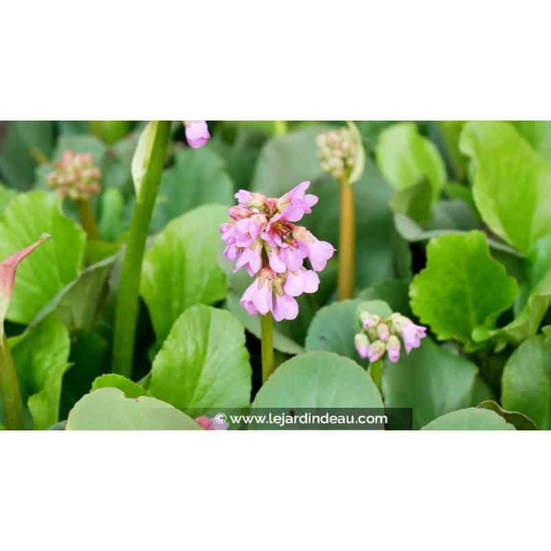 BERGENIA cordifolia BERGENIA cordifolia