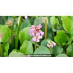 BERGENIA cordifolia BERGENIA cordifolia