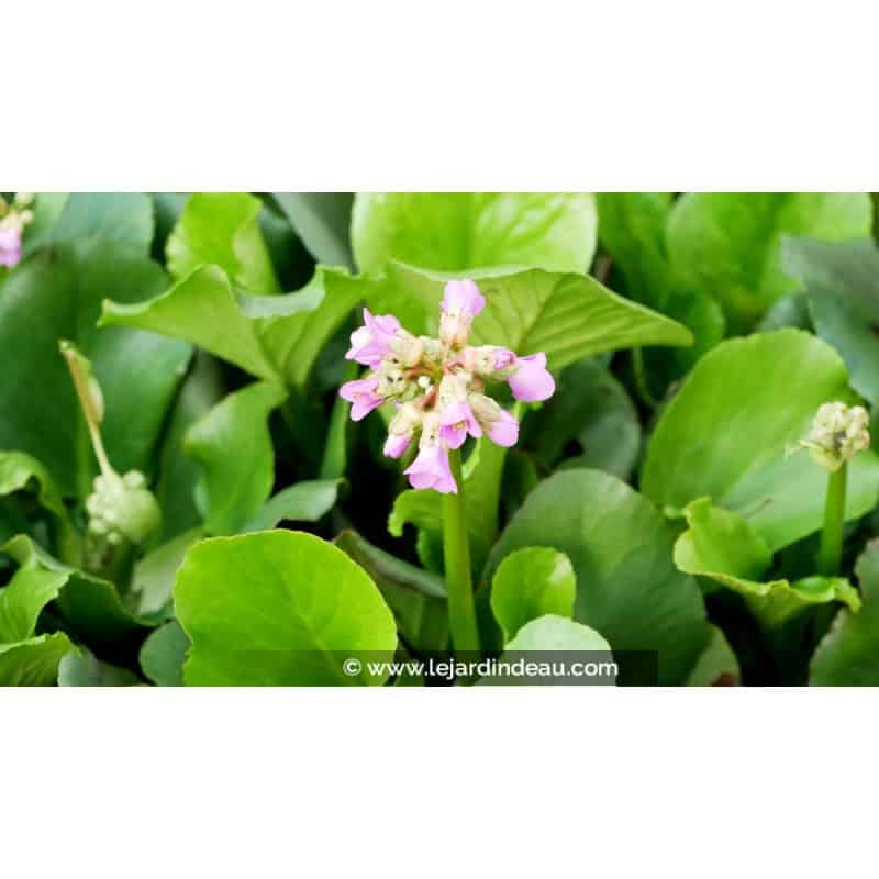 BERGENIA cordifolia BERGENIA cordifolia