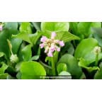 BERGENIA cordifolia BERGENIA cordifolia