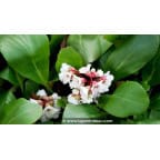BERGENIA 'Silberlicht'