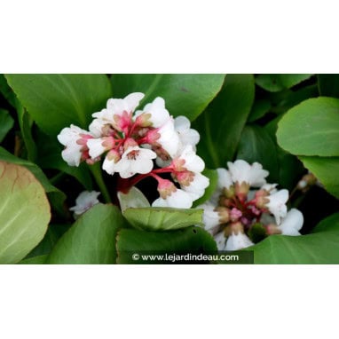 BERGENIA \'Silberlicht\'