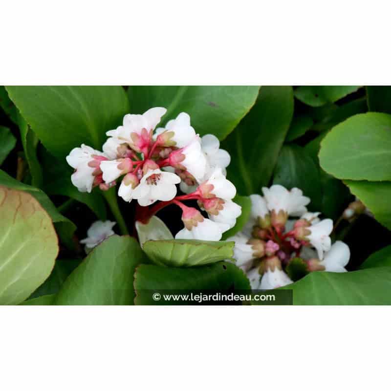 BERGENIA 'Silberlicht'