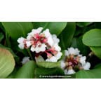 BERGENIA 'Silberlicht'
