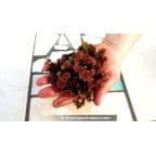 AZOLLA caroliniana - portion AZOLLA caroliniana - portion