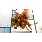LIMNOBIUM laevigatum - portion LIMNOBIUM laevigatum - portion