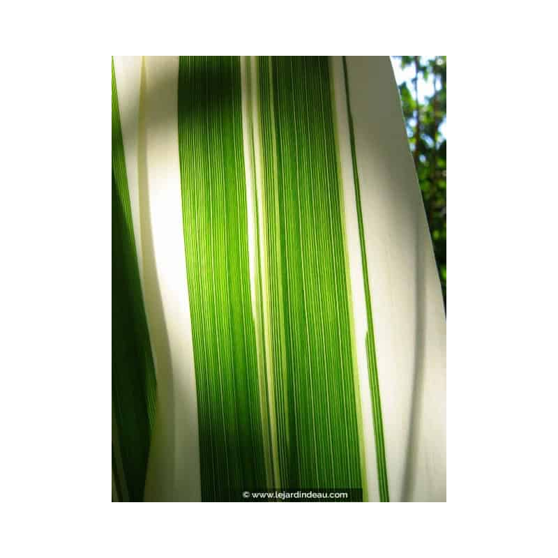 ARUNDO donax var. versicolor ARUNDO donax var. versicolor