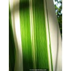 ARUNDO donax var. versicolor ARUNDO donax var. versicolor