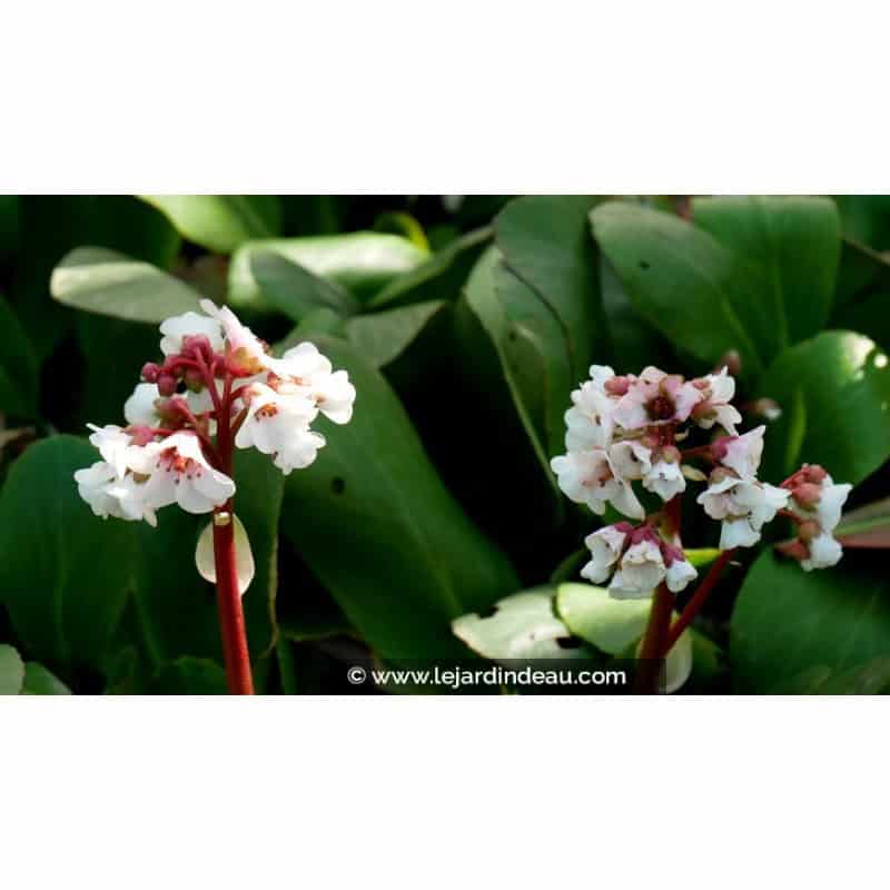 BERGENIA 'Silberlicht'