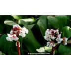 BERGENIA 'Silberlicht'