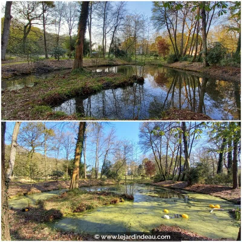 Prestation Aspilentilles (AVANT / APRÈS) pour un étang de 500 m² Prestation Aspilentilles (AVANT / APRÈS) pour un étang de 500 m²