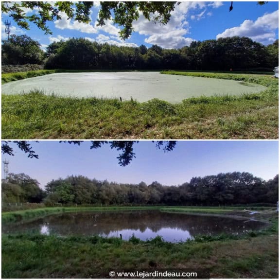 Prestation Aspilentilles (AVANT / APR&Egrave;S) pour une lagune de 5250 m&sup2;