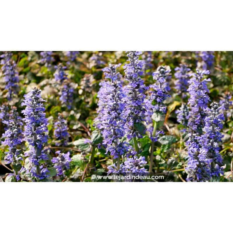 AJUGA reptans 'Catlin's Giant' AJUGA reptans 'Catlin's Giant'