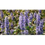 AJUGA reptans 'Catlin's Giant' AJUGA reptans 'Catlin's Giant'
