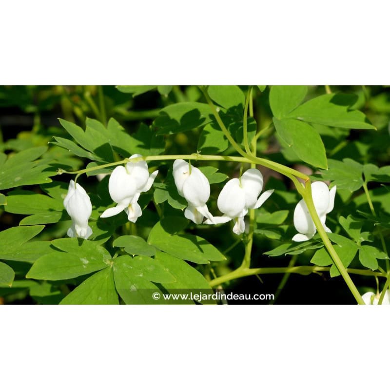 DICENTRA spectabilis 'Alba' DICENTRA spectabilis 'Alba'