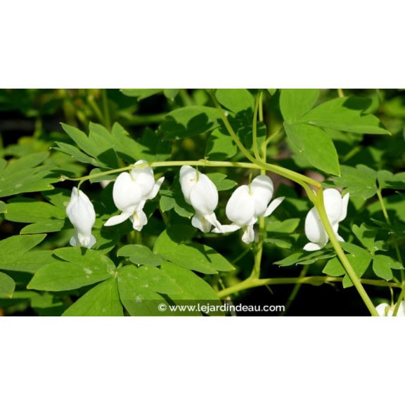 DICENTRA spectabilis 'Alba'
