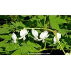 DICENTRA spectabilis 'Alba' DICENTRA spectabilis 'Alba'