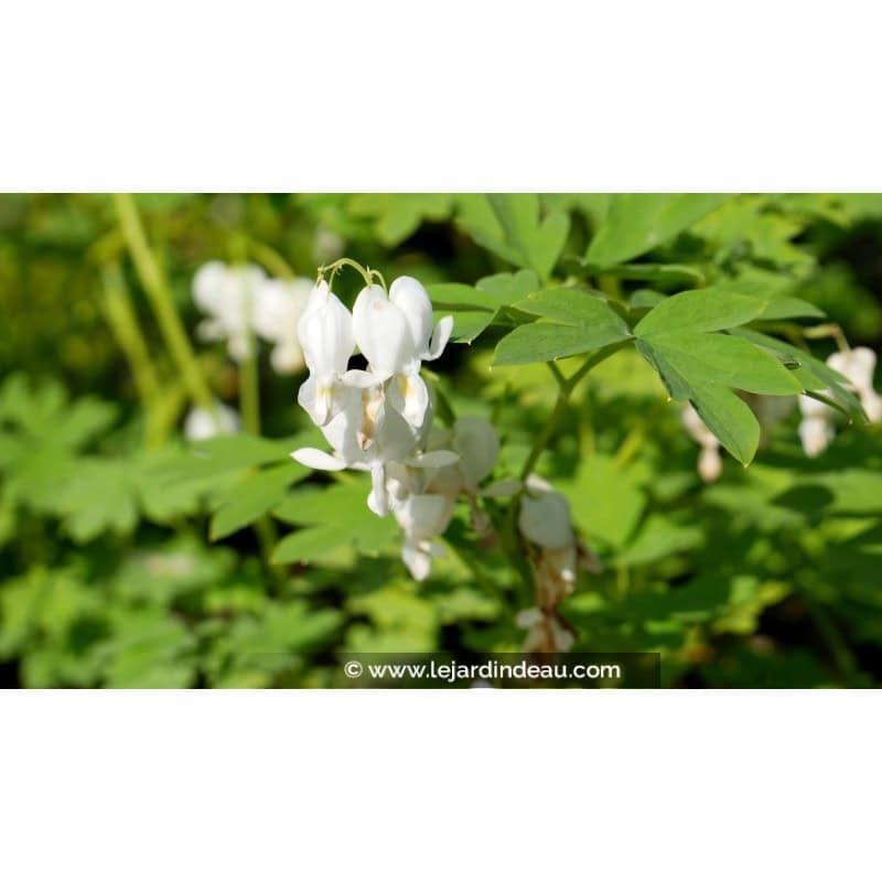 DICENTRA spectabilis 'Alba' DICENTRA spectabilis 'Alba'