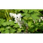 DICENTRA spectabilis 'Alba' DICENTRA spectabilis 'Alba'