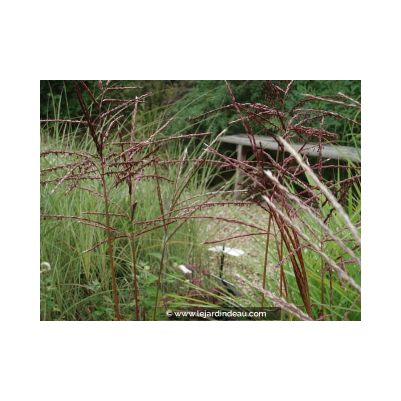 MISCANTHUS sinensis 'Ferner Osten' MISCANTHUS sinensis 'Ferner Osten'