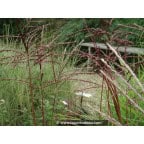 MISCANTHUS sinensis 'Ferner Osten' MISCANTHUS sinensis 'Ferner Osten'