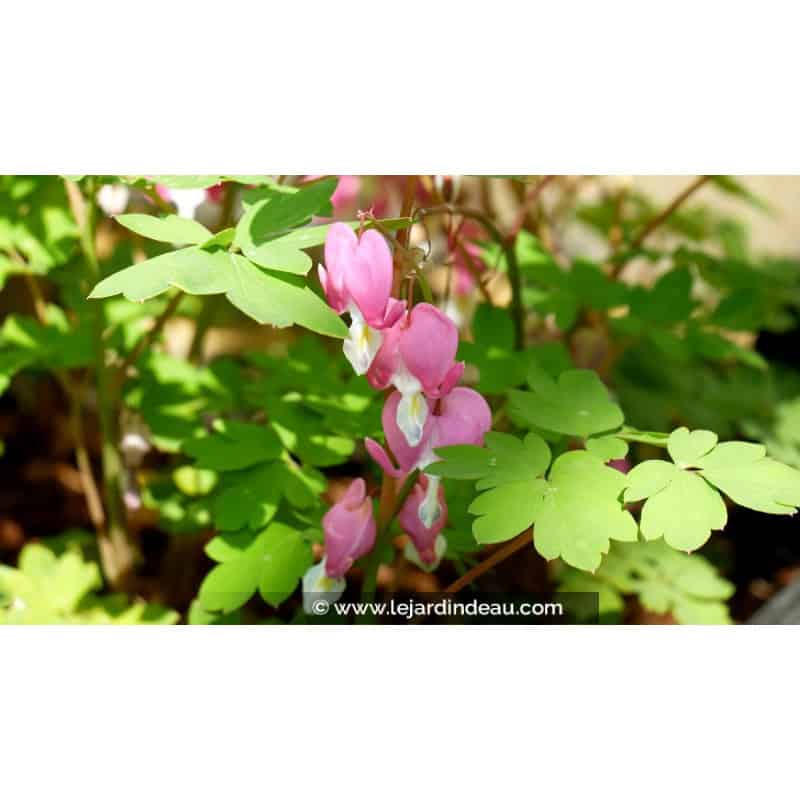 DICENTRA spectabilis DICENTRA spectabilis