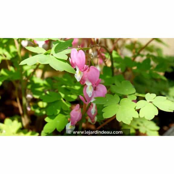 DICENTRA spectabilis