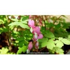 DICENTRA spectabilis DICENTRA spectabilis