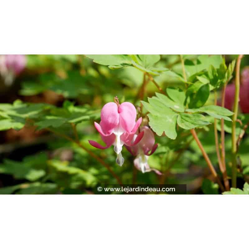 DICENTRA spectabilis DICENTRA spectabilis